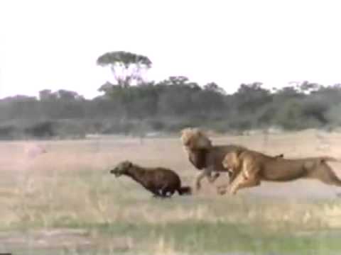 leones vs hienas - Leão luta com hienas até a morte, incrível vídeo. Lion fight with hyenas to death, awesome video. Lion борьбе с гиен до смерти, удивительный видео. Lion lutt...