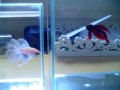 Betta splendens aka siamese fighting fish
