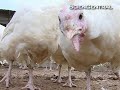 Thanksgiving Leftovers: The Turkey Genome Thanksgiving Leftovers: The Turkey Genome