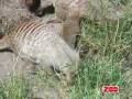 videos de Zebramangusterunger