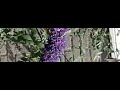 Peacock butterfly (Dagpauwoog) flying away (1200 fps) Peacock butterfly (Dagpauwoog) flying away (1200 fps)