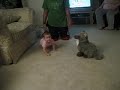 Wrestle coyote