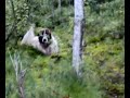 Pyrenean Mastiff and Samoyed