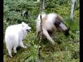 Pyrenean Mastiff and Samoyed