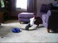 Gwommy's Polydactyl Kitties
