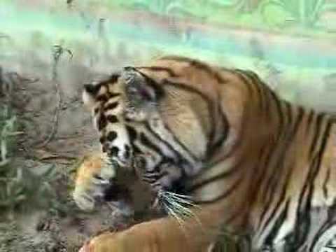 More Tigers and Komodo Dragon plus ...