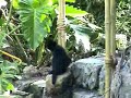 more tigers and komodo dragon plus gibbons