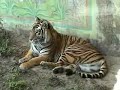 More Tigers and Komodo Dragon plus Gibbons