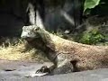 more tigers and komodo dragon plus gibbons