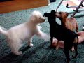 The Great Pyrenees and Miniature Pinschers! The Great Pyrenees and Miniature Pinschers!