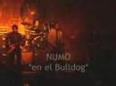 numo en el bulldog