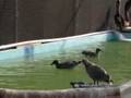 Tranquil Pelican Aviary and Spa