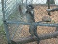 Spanking the monkey Spanking the monkey