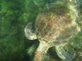 Tartaruga.avi Tartaruga.avi