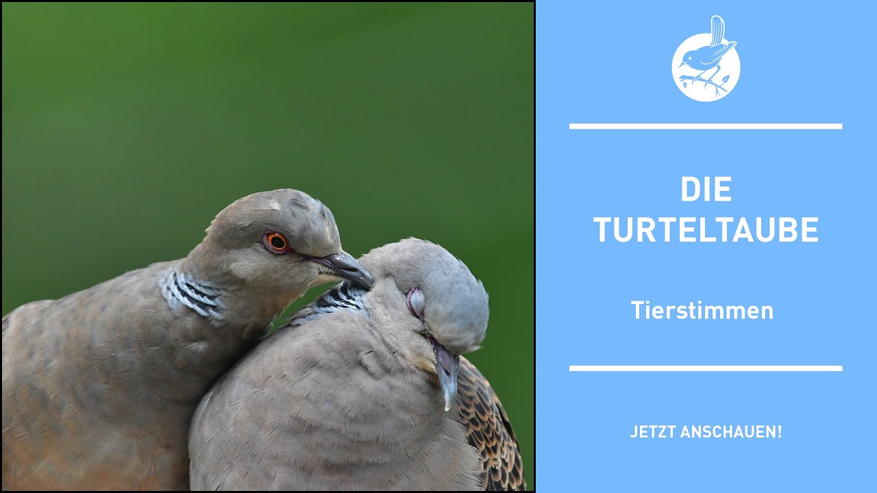 Vogelstimmen: Die Turteltaube - Turtle dove - Streptopelia turtur (4k)