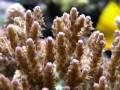 Acropora sp