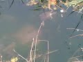 tortue,d'eau,douce