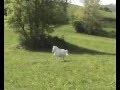 Unser Traumpferd Feline