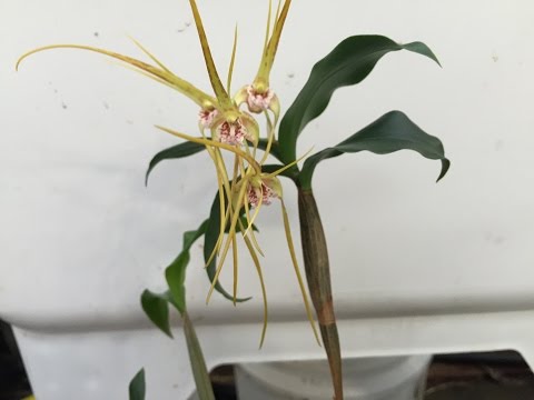 how to plant dendrobium