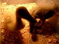 videos de indian runner ducklings CUTE 13 days old