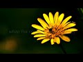 GOING NORTH - THE BEST HIGHSPEED CAMERA GOING NORTH - THE BEST HIGHSPEED CAMERA