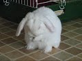 Bunny Grooming Bunny Grooming