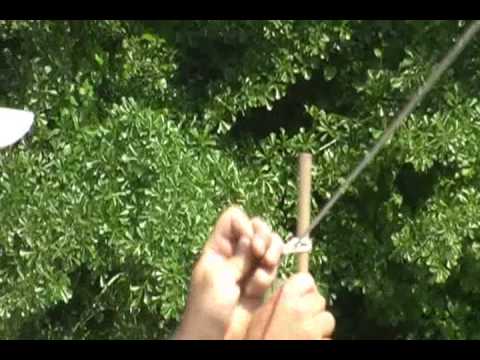 how to transplant muscadine vines