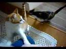 Desperated for food!!