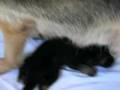 Ingodd's Agassi & Leri Michaela Puppies 10 Days Old