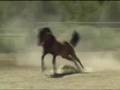 Yearling stallion by Tidal Wave Jack/ 1281639