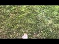 Matthew Gets Helicoptered