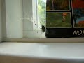 Spider vs Fly: Hoisting