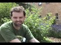 Burdock: how to use burdock, burdock recipes Burdock: how to use burdock, burdock recipes