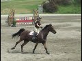 Cassini II mare for sale, 5 Yr Old YJC Cassini II mare for sale, 5 Yr Old YJC