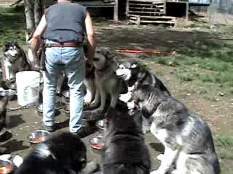alaskan malamute