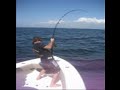 reeling in bull shark reeling in bull shark