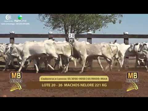 511� LEIL�O VIRTUAL MB LEIL�ES