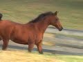 Sahwa, Arabian mare by Fawor