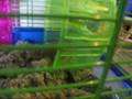 videos de Agility Hamster