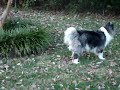 Akita Burn out