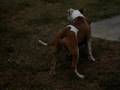 Tank and Spanky in a debate