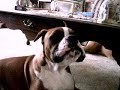 Rocky Sings to Max Rocky Sings to Max