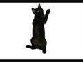 Shadow Does The Cha Cha Slide