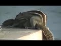 Hot Animal Mating Crazy