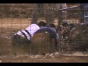 Hog Wrestl\
