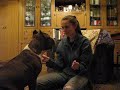 American staffordshire terrier Kameliya.