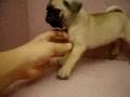 07/06 巴哥 Pug-母幼犬2號-日新犬舍