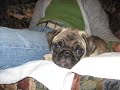 My Pets