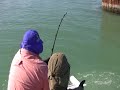 Goliath Grouper Fishing (Jewfish) Boca Grande Pass in December Goliath Grouper Fishing (Jewfish) Boca Grande Pass in December