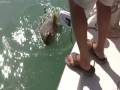 Goliath Grouper Fishing (Jewfish) Boca Grande Pass in December